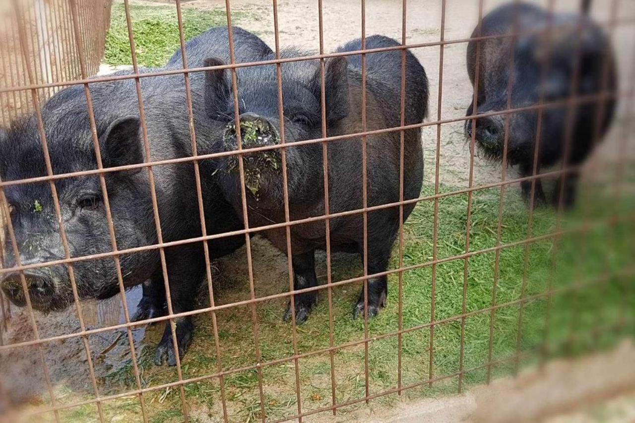 בית הארחה Casa Rural Finca Real De Niebla מראה חיצוני תמונה