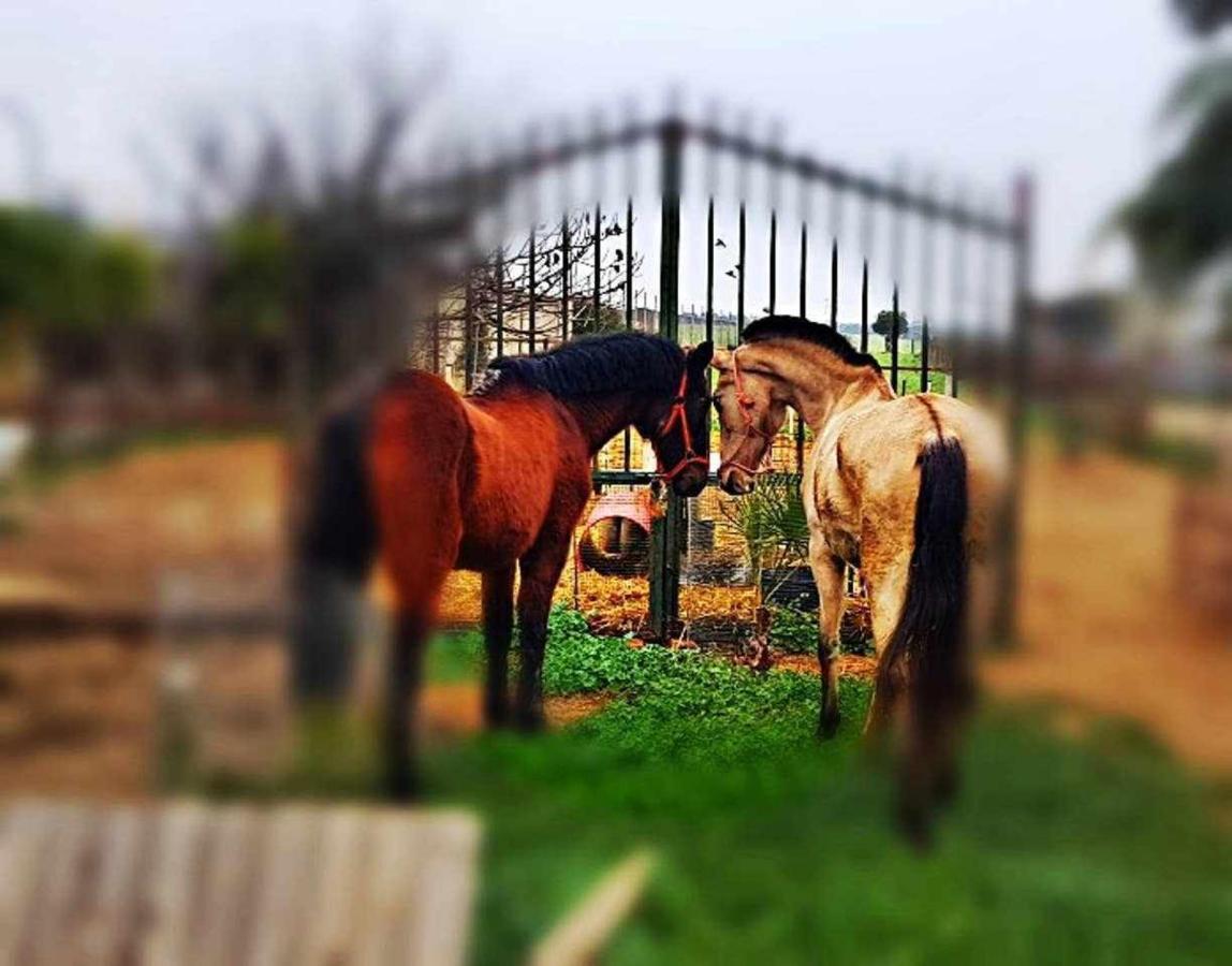 בית הארחה Casa Rural Finca Real De Niebla מראה חיצוני תמונה